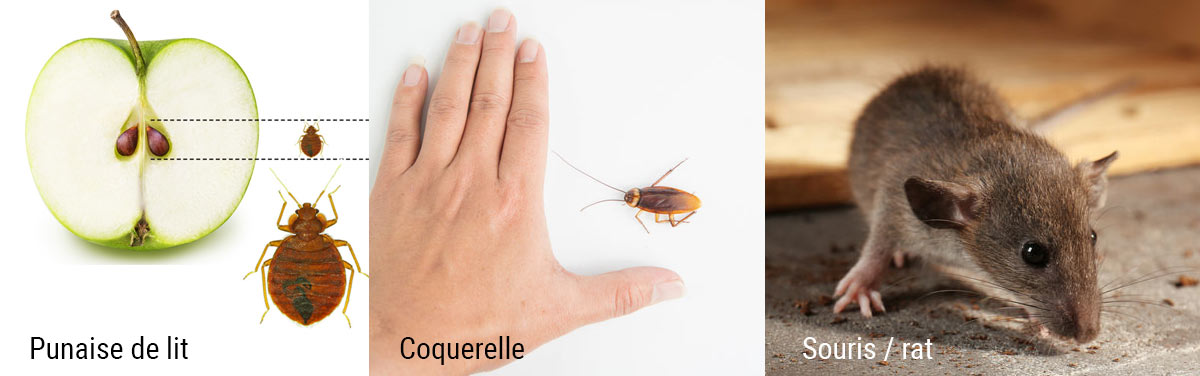 Image punaises et vermine
